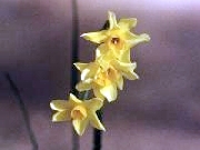 jonquilla spp